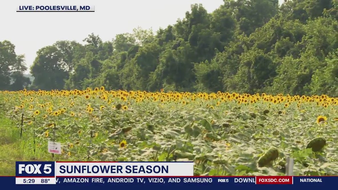 Celebrating sunflower season in Poolesville